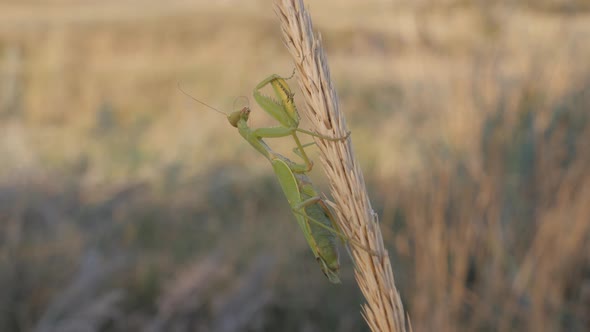Insects in Their Natural Habitat, A Praying Mantis Sits on a Mature Inflorescence, Animal Brushes alt