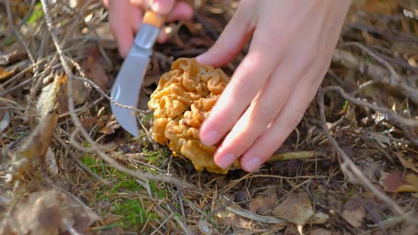 Gyromitra Gigas Under a Spruce Tree alt