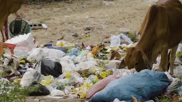 Local cows eating trash from massive pile in Vietnam, handheld view alt