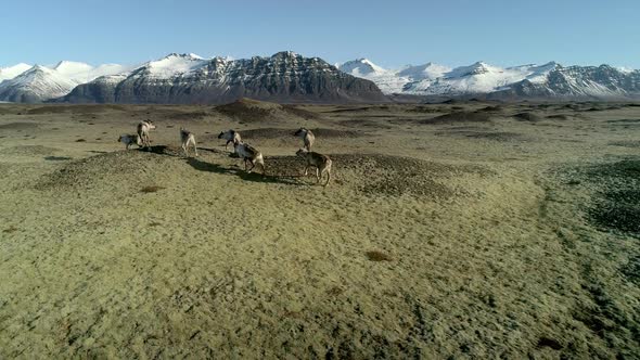 Icelandic Reindeers Running By the Mossy Hills in Iceland alt