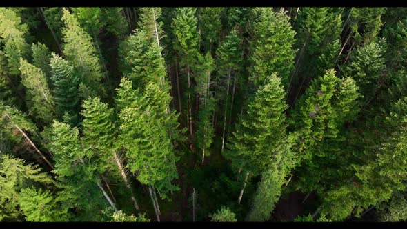 Birds Eye View of Green Forest on a summer sunny day. Treetops of coniferous trees in the woodland alt