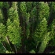 Birds Eye View of Green Forest on a summer sunny day. Treetops of coniferous trees in the woodland - VideoHive Item for Sale