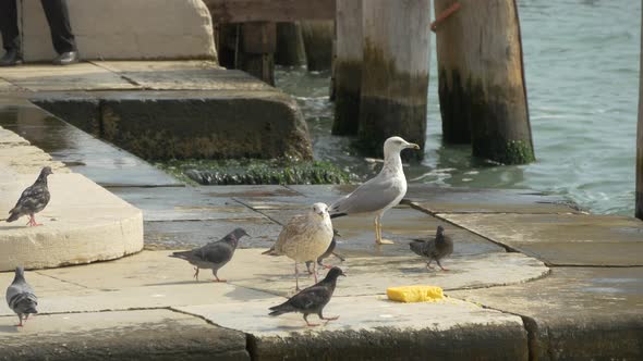 Seagulls and pigeons on the waterfront alt