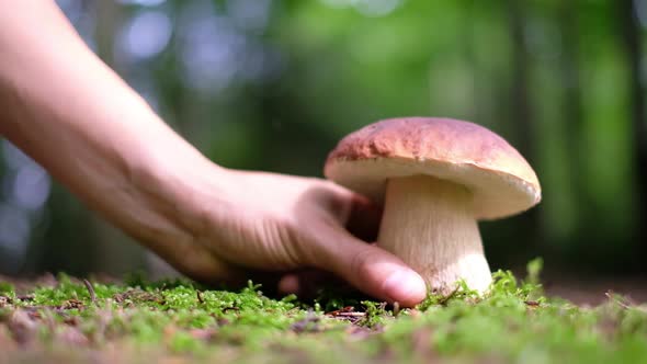 White Mushroom in Summer Forest