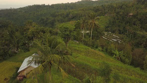 Jatiluwih Rice Terraces on Bali, View From Above. Aerial Drone  Footage alt