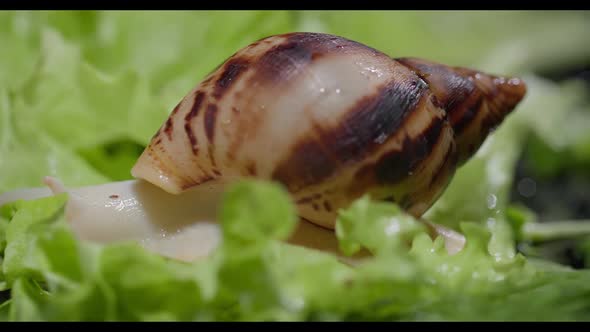 Akhata Snail Sits on a Lettuce Leaf