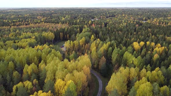 Summer Early Autumn in Forest Aerial Top View