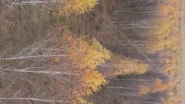 Vertical Video Autumn Forest with Trees in Ukraine Slow Motion alt