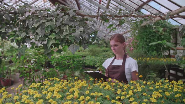 The Girl Inspector in the Apron Checks and Counts the Flowers in the Greenhouse Keeps Their Records