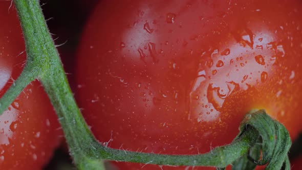Top View Red Cherry Tomatoes on Green Branch Rotating  Macro Close Up