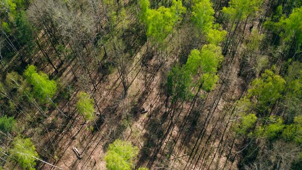 Forest Swamp Nature Tree Park Mist Morning Sunset Wild Ecology alt
