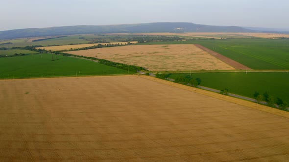 Aerial view of agricultural golden, green fields, cereal square crops, harvesting. Rural landscape