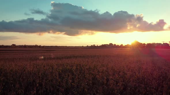 Drone aerial view on field of corn with setting sun on the background