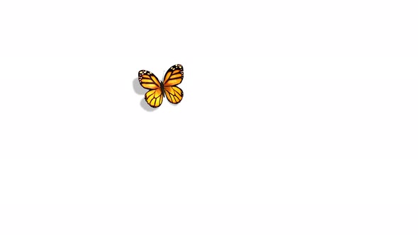 Orange Butterfly