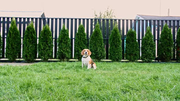 Beagle Dog Run at Grass Outdoors alt