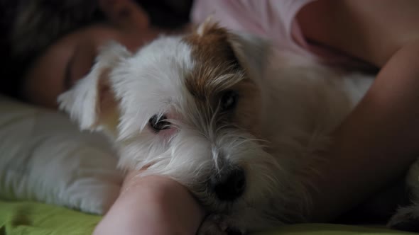 A Teenage Girl Sleeps with Her Jack Russell Terrier Dog in Bed alt