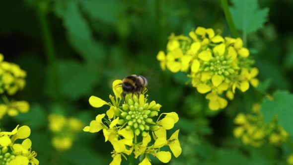 Bumblebee Gathers Nectar from A Flower. Pollination