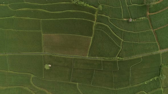 Aerial view above of cultivation field, Malang, Indonesia. alt