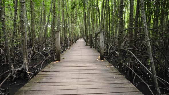 panning shot of wooden bridge in a mangrove forest at Tung Prong Thong, Rayong, Thailand