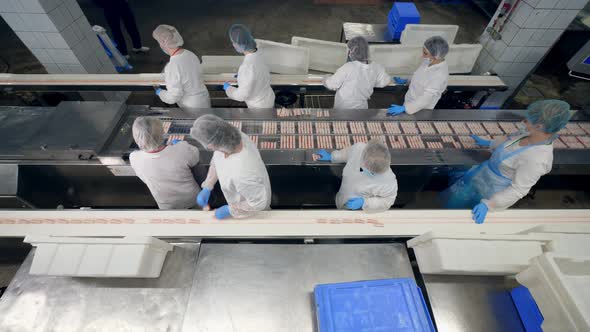 Female Food Factory Technicians Are Filling Plastic Plates with Crab Sticks alt