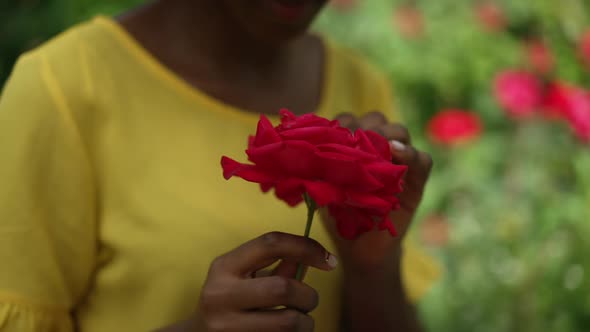 Slim Female African American Hand Touching Red Petals of Rose in Slow Motion Outdoors alt