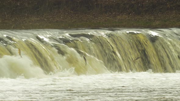 Vimba fish (Vimba Vimba) jumping over the widest waterfall in Europe - Venta river waterfall (Ventas alt
