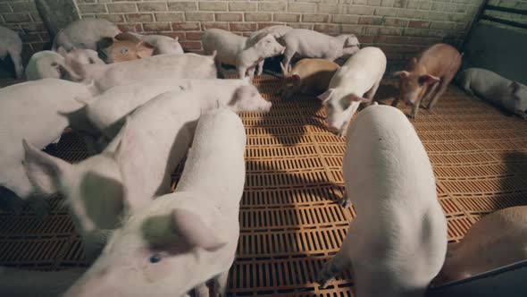 Restless Pig Herd in the Cote of the Pig Farm alt