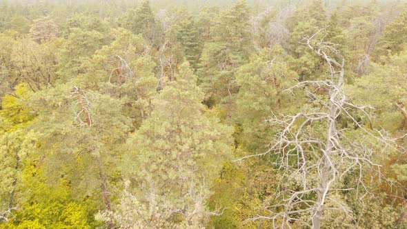 Trees in the Forest on an Autumn Day alt