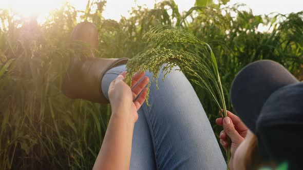 Farmer Resting Lying in the Field Examines a Sprig of Millet alt