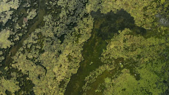 Sea Estuary. Flight Over Water. Birds Fly Over the Water Surface. Flora and Fauna of the Estuary