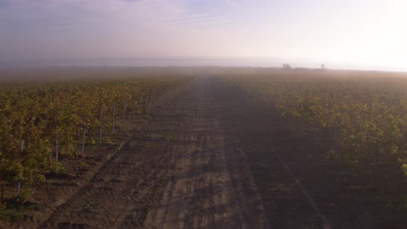 Bordeaux Vineyard in Autumn Under the Frost and Fog, Time Lapse