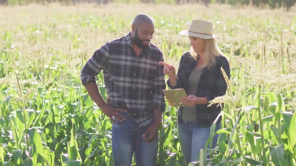 Video of happy diverse female and male with tablet in field on sunny day alt