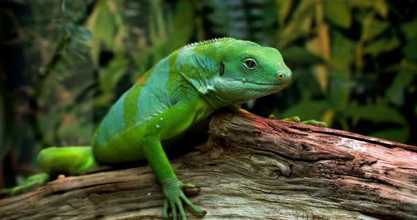 Lau banded iguana (Brachylophus fasciatus) is an arboreal species of lizard endemic