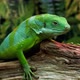 Lau banded iguana (Brachylophus fasciatus) is an arboreal species of lizard endemic - VideoHive Item for Sale