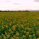 Sunflowers at Sunset - VideoHive Item for Sale