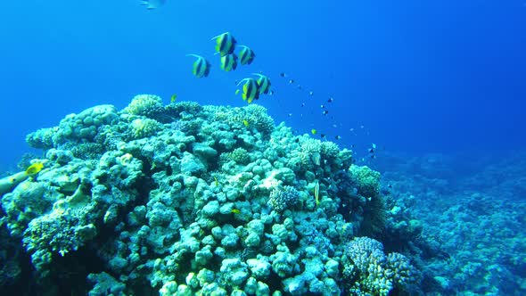 Red Sea Kabuba (Heniochus Acuminatus) Flock of Beautiful Colorful Fish in the Red Sea in Egypt