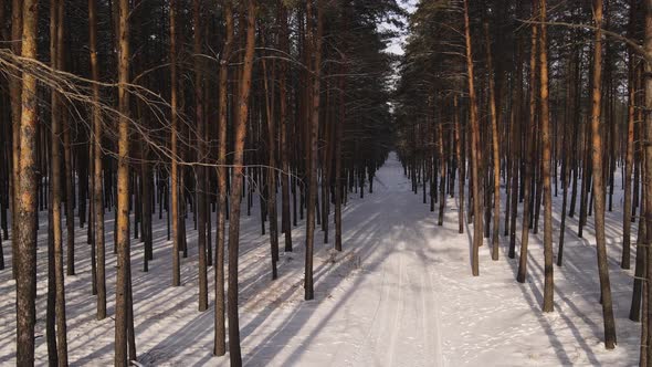 Winter Pine snowy forest with road during sunny weather alt