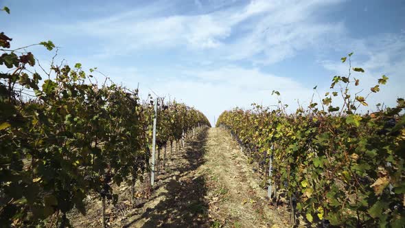 Wide shot through vineyard in autumn on a beautiful sunny day with blue sky alt