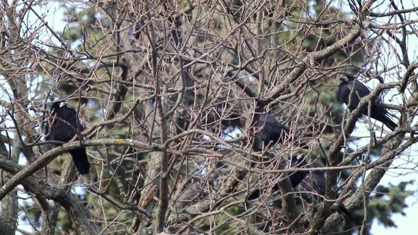 Crow birds hiding on bare tree branch in thickets