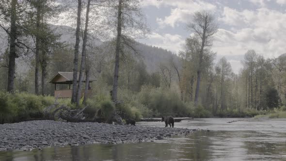 Mother Grizzly Bear and Cub Walking near tourist alt