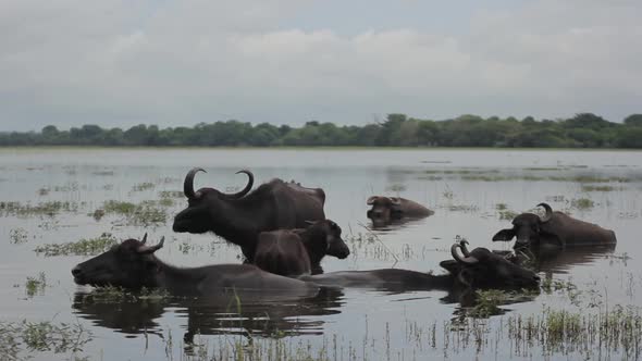 Animals of Sri Lanka. Buffalos in the Lake alt