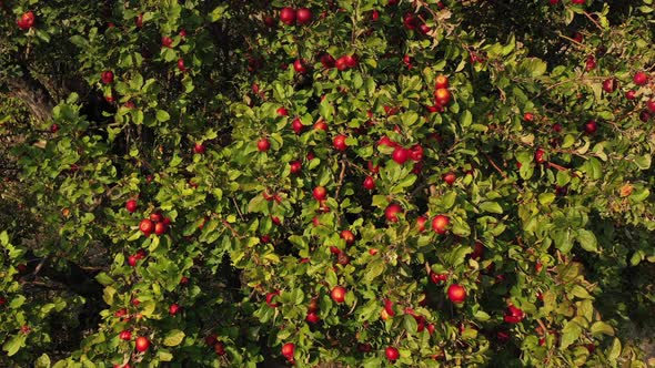 Fresh organic apples on tree branches 4K footage