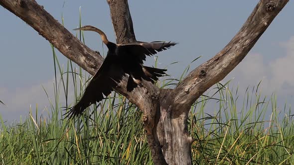 Heronry with African Darter, anhinga rufa, Adult taking off, in flight, Baringo Lake in Kenya alt