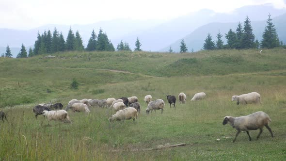 Herd of Sheep in Mountains