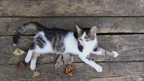 Top-down view of a cat lying on a rustic wooden table surrounded by fallen dry leaves