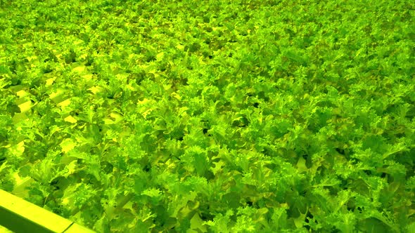 Grow Frize Leaf Lettuce in a Greenhouse alt