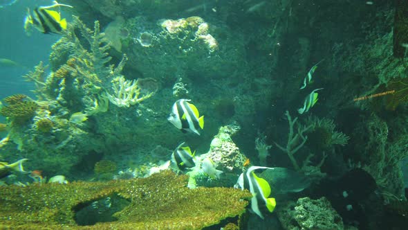 The Underwater World alt