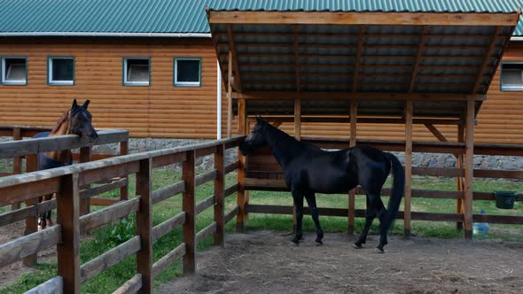 Shooting of Two Horses of Different Colors in Paddocks Near the Stables alt