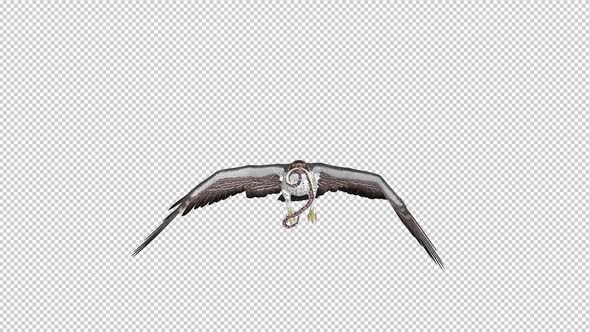 Snake Eagle with Serpent - Flying Loop - Front View
