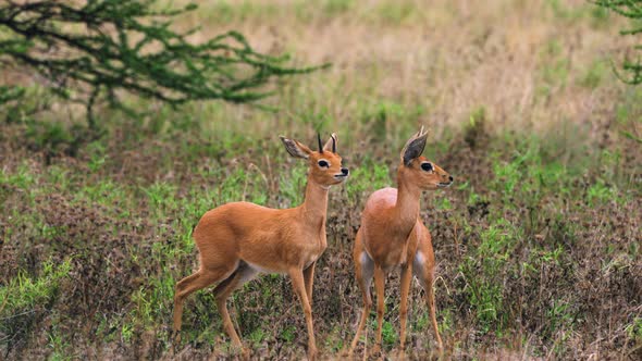Male And Female Steenbok Standing In The Shrubland Of Central Kalahari Game Reserve. - wide alt